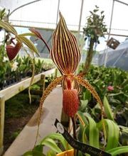 Odom's Orchids Inc image 10