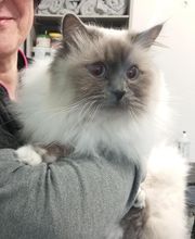 AU CHARME CANIN image 11