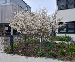 AC- Gartengestaltung Bild 10