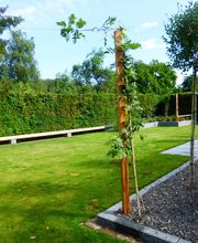 Stark im Garten
