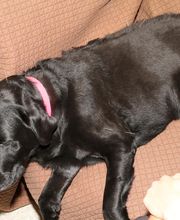 Skippack Animal Hospital image 8