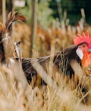 Ferme de La Ruchotte image 18