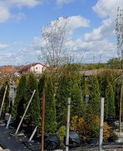Kienzle Garten GmbH Bild 10