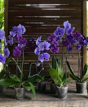 Midtown Garden Center image 2