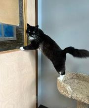 Spa Paw & Tail Premier Pet Resort image 4