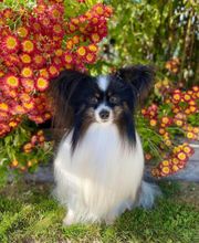 La Pouponnerie image 16