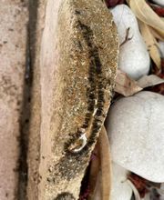 Dérat Guêpe 26 image 8