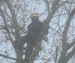 Dans Les Arbres image 2
