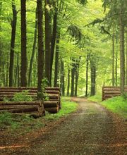 SERVICES BOIS ET FORETS image 1