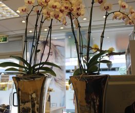Kniest Hair en Beautysalon