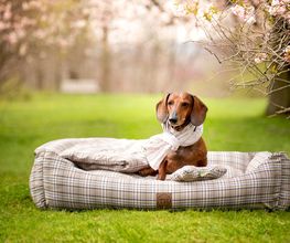 Bettenhaus Traumhund® Bild 3