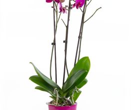 Amour De Fleurs Le Cuff Suignard image 7