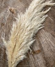 NATURA - FIORI SECCHI PAPA immagine 7