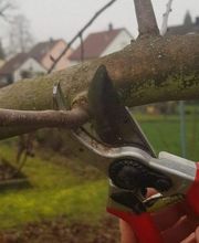 Sternberger Baum- & Landschaftspflege Bild 3