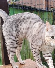 La Forêt des Ronrons image 3