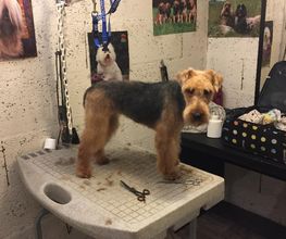 Domidogs image 19