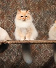 Chatterie de caline : Élevage et vente de chatons Sacré de birmanie image 8