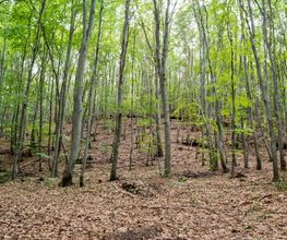 Der FriedWald Bad Berka in Thüringen besticht durch seinen nahezu reinen Buchenbestand.