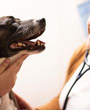 TotalBond Veterinary Hospital at Bethel image 13