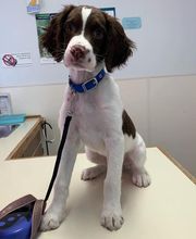 Associated Veterinary Services image 17