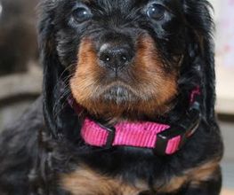 Nala's mobile Hundeschule Bild 1