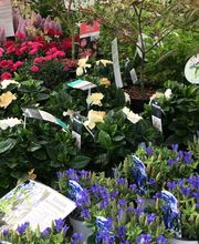 Gartenmarkt Meisenbach Bild 7