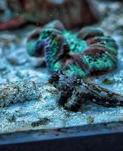 Aqua-Matrix Corals GmbH Bild 12