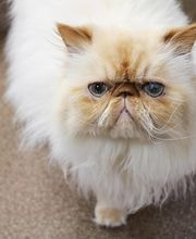 AniMed Animal Hospital image 3