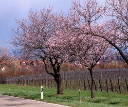 Weingut Scherr Bild 4