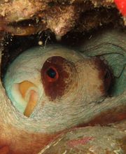 Domenico Rizzi immagine 4