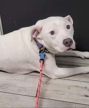 Columbia Animal Hospital image 4