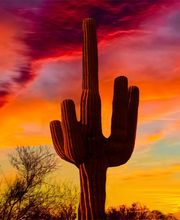 Historic Coronado Motor Hotel image 1