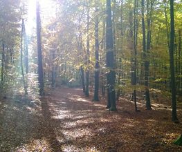 FriedWald Mühlenbecker Land Bild 5