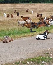 Millet Julia image 6