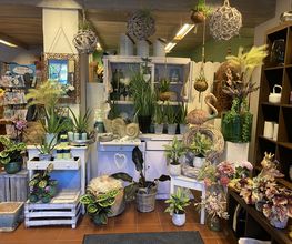 Blumen Advena Bild 5