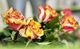 Vergißmeinnicht Blumen und mehr