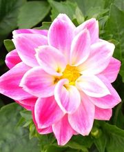 Fleurs et Plantes Tourbez EARL image 4