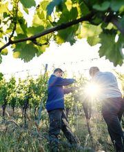 Weingut Höfling Bild 1