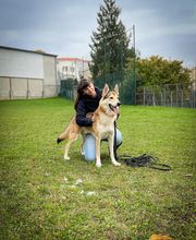 Dog & Picture image 6