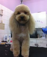 PRINCESS CANICHE image 10