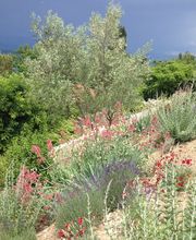 Royal Jardin sarl Bild 9