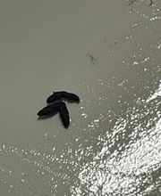 insectacon Schädlingsbekämpfung Bild 7