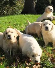 ELEVAGE D'YMAUVILLE image 9