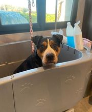 Nany'Dog Toilettage image 3