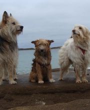 La Récréachien image 5