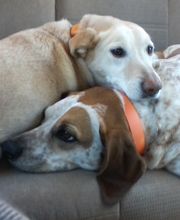 Monroe County Animal Hospital image 7