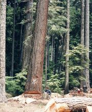 Arbor Tree Care LLC image 8