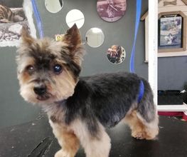 Chanadog image 2