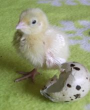 Wachtelhof Fischer Bild 3