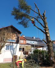 Baumpflege Palm Bild 9